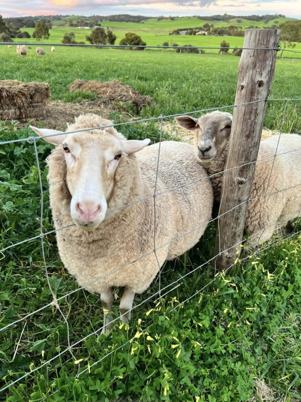 Where to Buy Lowe Farms Products Adelaide, South Australia