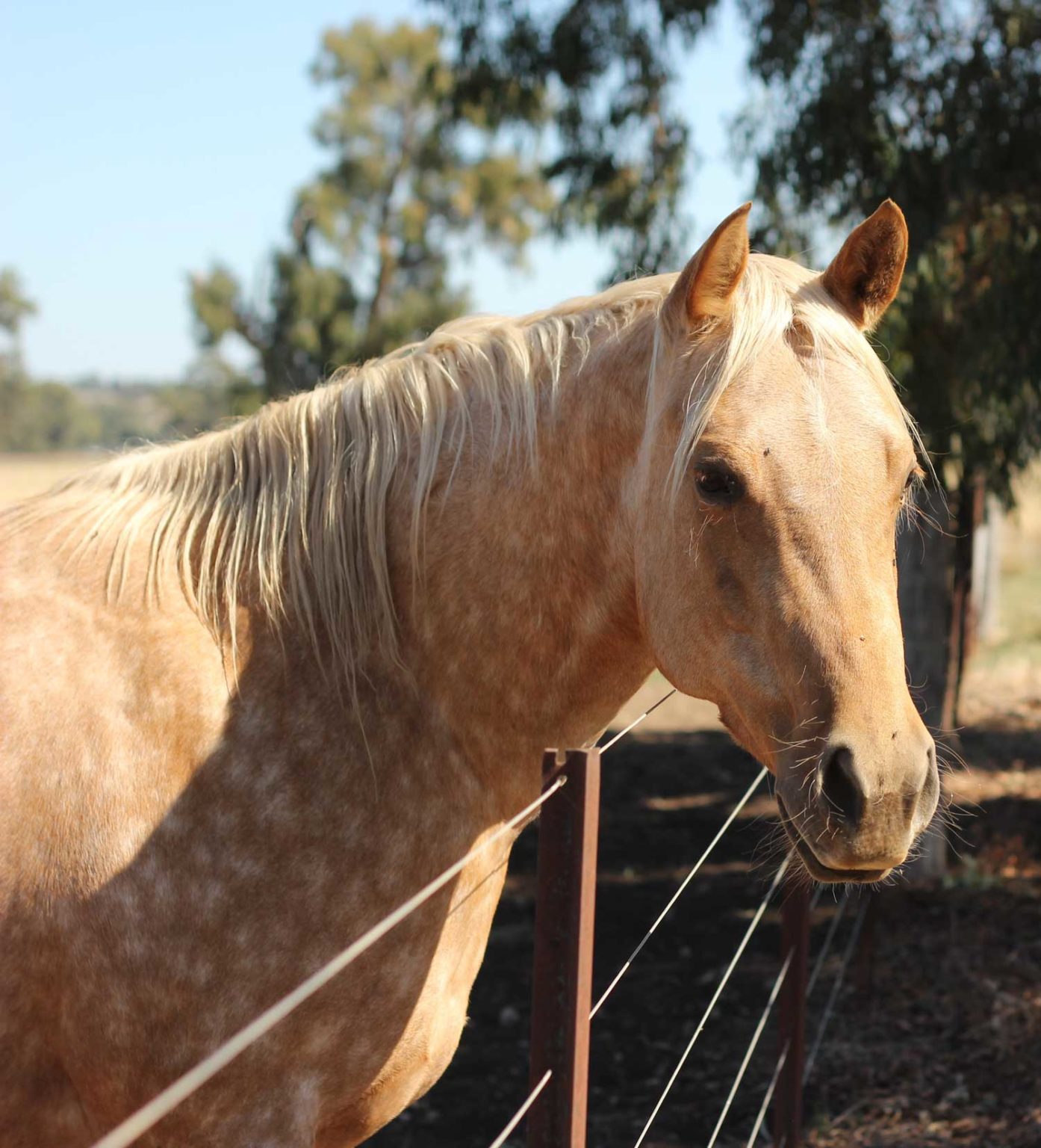 the-role-of-chaff-in-horse-feeds-lowe-farms