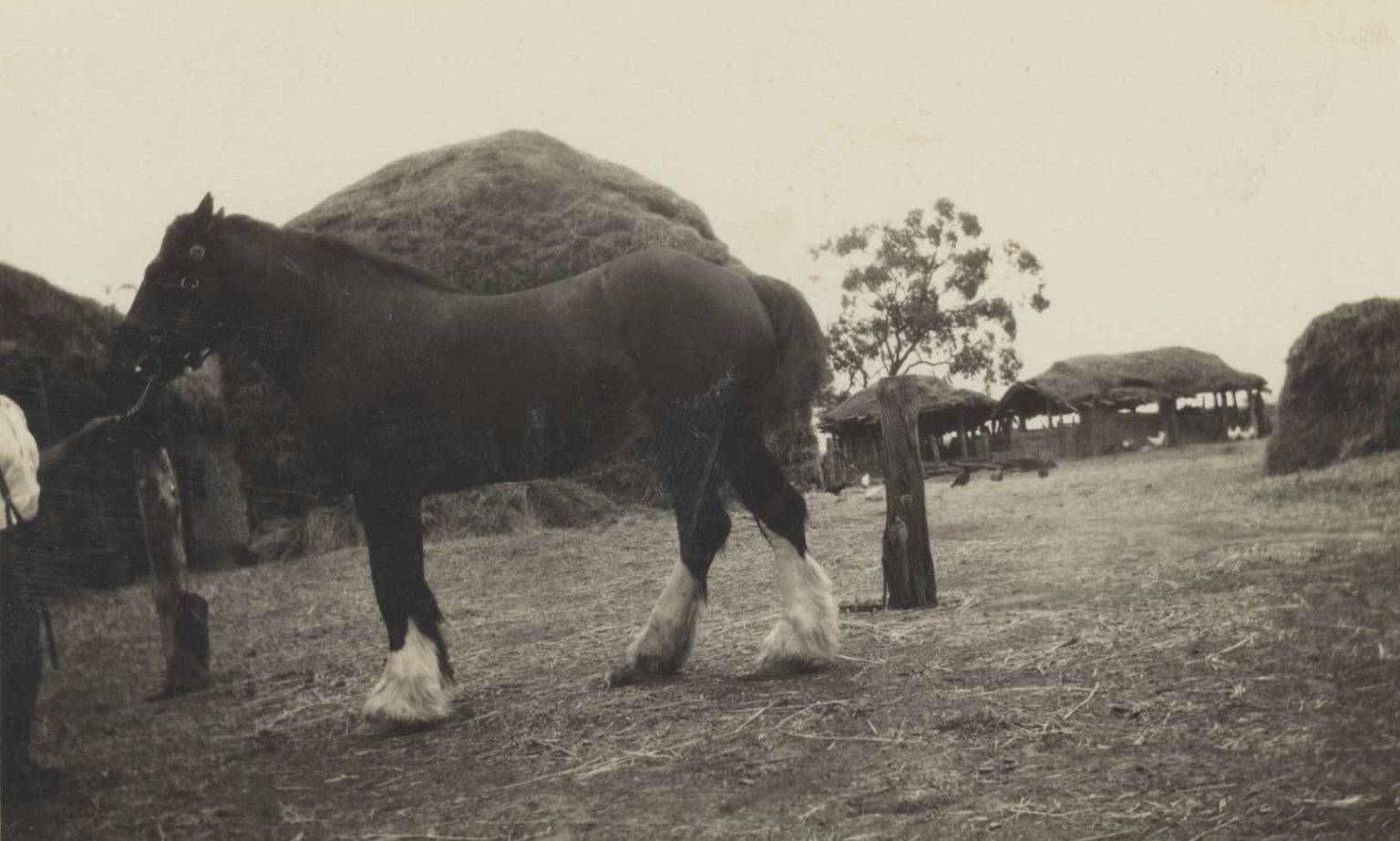 About Lowe Farms Premium Chaff, Hay & Straw Producers